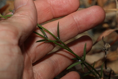 Spermacoce multicaulis