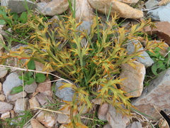 Aciphylla hookeri