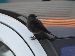 Phoenicurus ochruros