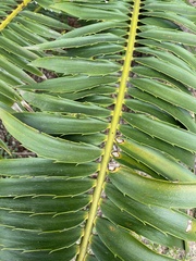 Encephalartos transvenosus
