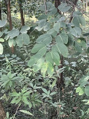 Bauhinia variegata variegata
