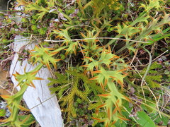 Aciphylla hookeri