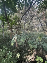 Bauhinia variegata variegata