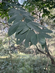 Bauhinia variegata variegata