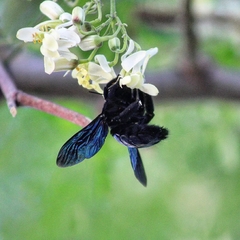 Xylocopa fimbriata