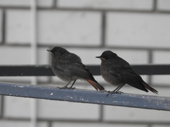 Phoenicurus ochruros