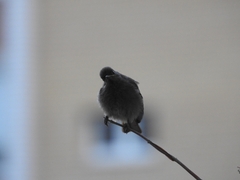 Phoenicurus ochruros