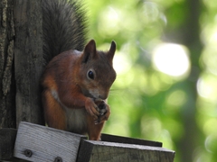 Sciurus vulgaris