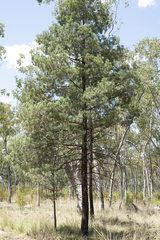 Callitris glaucophylla