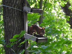 Sciurus vulgaris