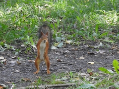 Sciurus vulgaris