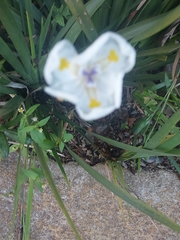 Dietes iridioides