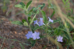 Ruellia cordata