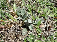 Brachyglottis haastii