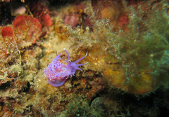 Flabellina affinis