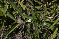 Eremophila debilis