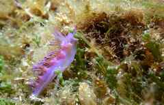 Flabellina affinis