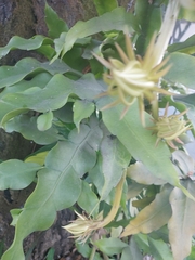 Epiphyllum oxypetalum