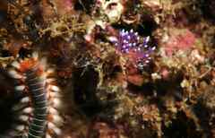 Coryphellina arveloi