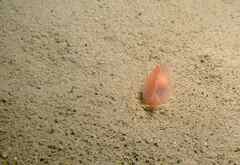 Gastropteron rubrum