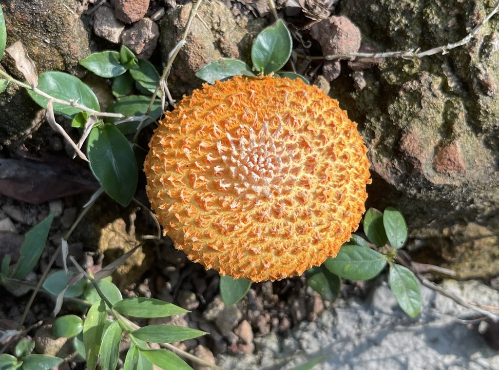 Agaricus crocopeplus