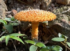 Agaricus crocopeplus