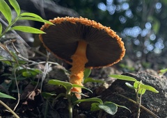 Agaricus crocopeplus