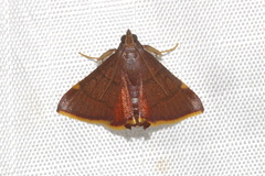 Hypsopygia pelasgalis