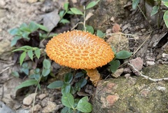 Agaricus crocopeplus