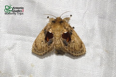 Chalcocelis albiguttatus