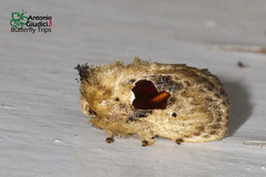 Chalcocelis albiguttatus