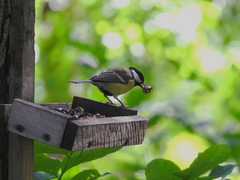 Parus major