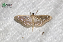Nausinoe euroalis