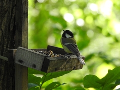 Parus major