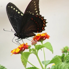 Papilio menatius morelius