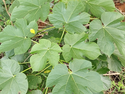 American leaf (Yoruba ‘ewe Americana’) (Jatropha tanjorensis)