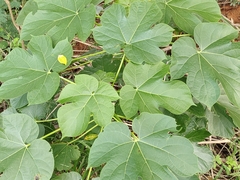 Jatropha tanjorensis