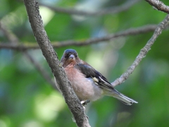 Fringilla coelebs