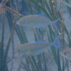 Caranx