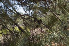 Callitris glaucophylla