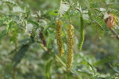 Prosopis juliflora