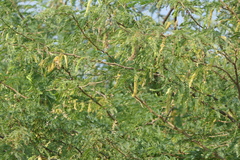 Prosopis juliflora
