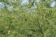 Prosopis juliflora