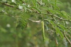 Prosopis juliflora