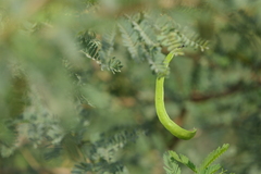 Prosopis juliflora