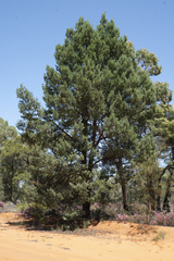 Callitris glaucophylla