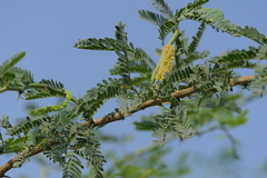 Prosopis juliflora