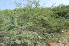 Prosopis juliflora