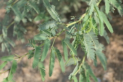 Prosopis juliflora