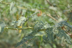 Prosopis juliflora